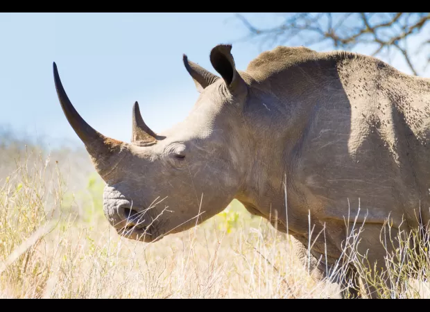 A species on the brink of extinction may have a chance at survival due to recent developments.