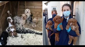 Dog dealers get jail for selling sick puppies