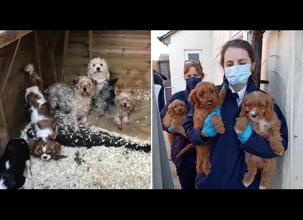 Dog dealers get jail for selling sick puppies