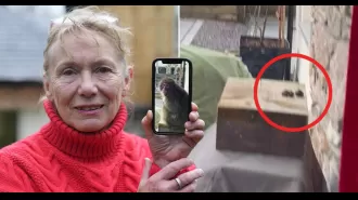 Lady used Yorkshire pudding to attract runaway monkey.