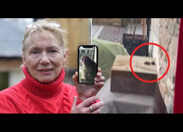 Lady used Yorkshire pudding to attract runaway monkey.