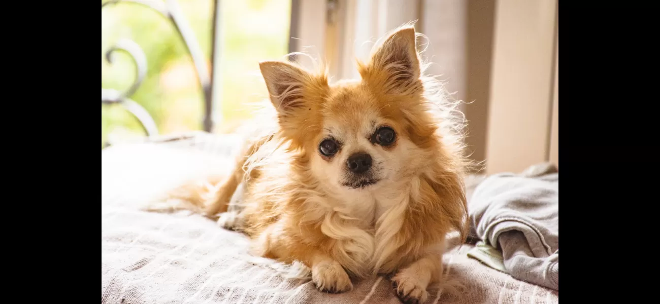 Man's close call with pneumonia caused by dog in unusual situation.