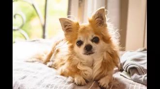 Man's close call with pneumonia caused by dog in unusual situation.