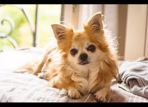 Man's close call with pneumonia caused by dog in unusual situation.