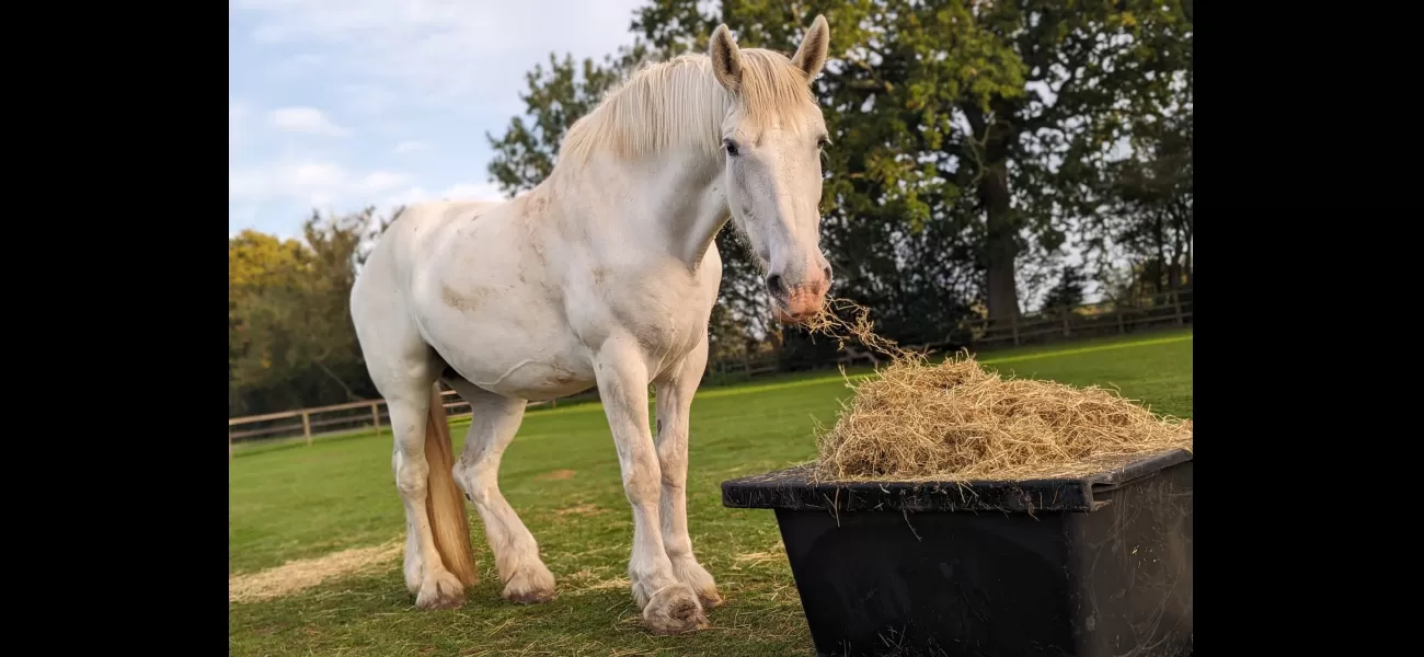 A retired police horse that led the funeral procession of Queen Elizabeth II has passed away.