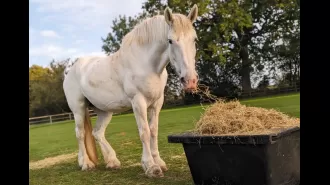 A retired police horse that led the funeral procession of Queen Elizabeth II has passed away.