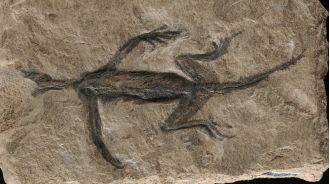 Fake 280-million-year-old fossil from Italy debunked as famous