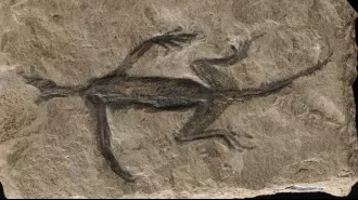 Fake 280-million-year-old fossil from Italy debunked as famous
