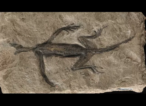 Fake 280-million-year-old fossil from Italy debunked as famous
