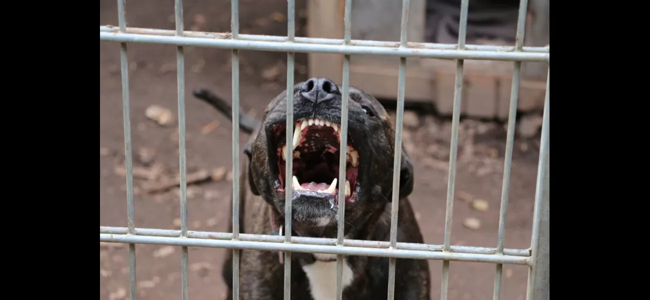 A pit bull breeder in Compton was killed by his own dogs.