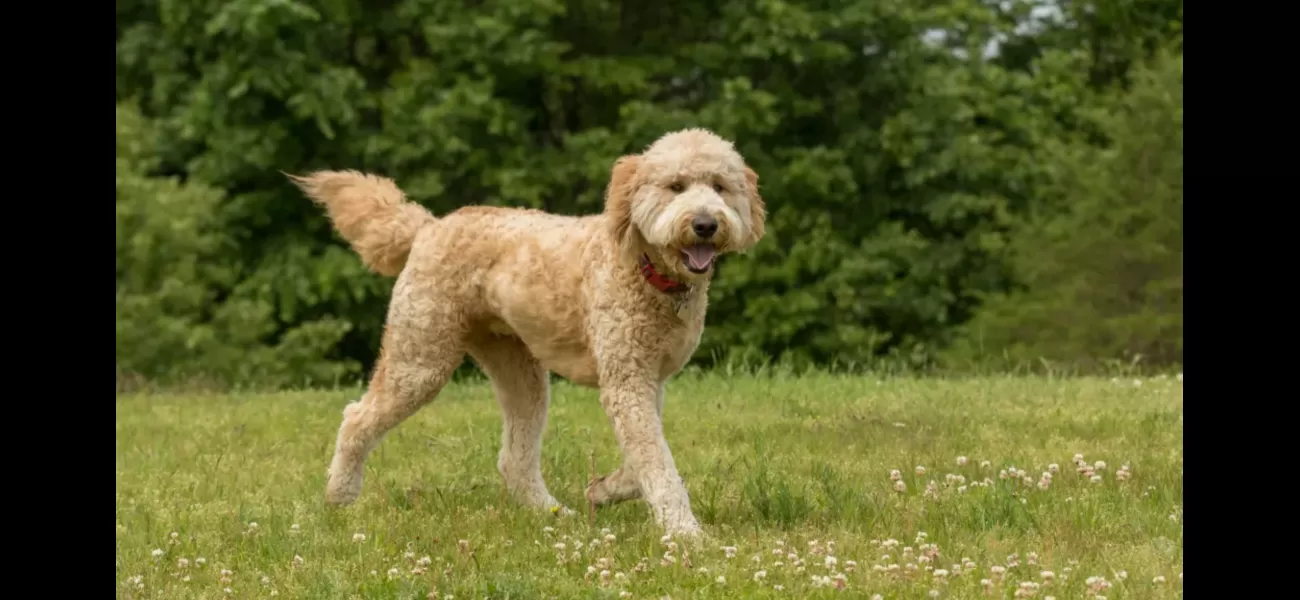 Is your pup one of the most desired dog breeds in Britain?