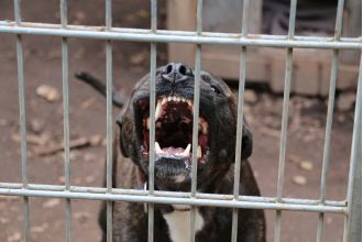 A pit bull breeder in Compton was killed by his own dogs.