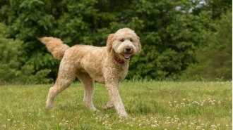 Is your pup one of the most desired dog breeds in Britain?