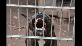 A pit bull breeder in Compton was killed by his own dogs.