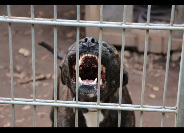 A pit bull breeder in Compton was killed by his own dogs.