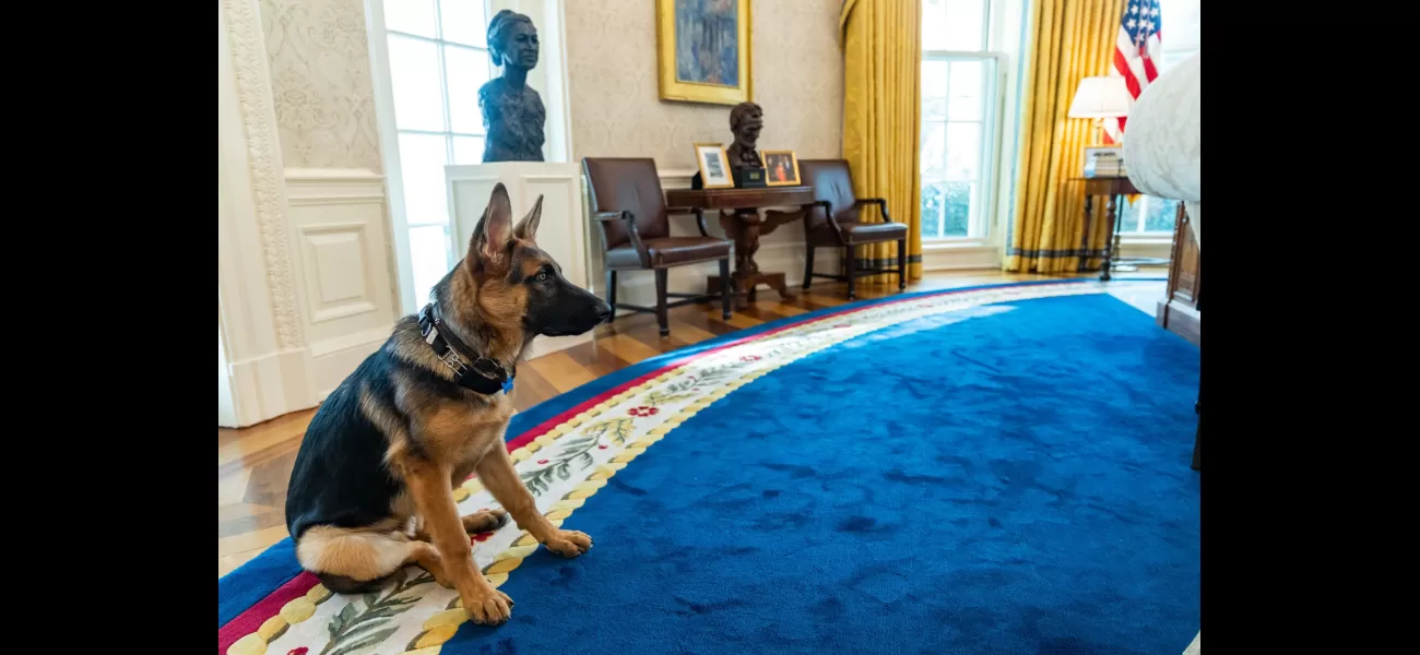 Biden rehomes dog due to 24 bites at White House.