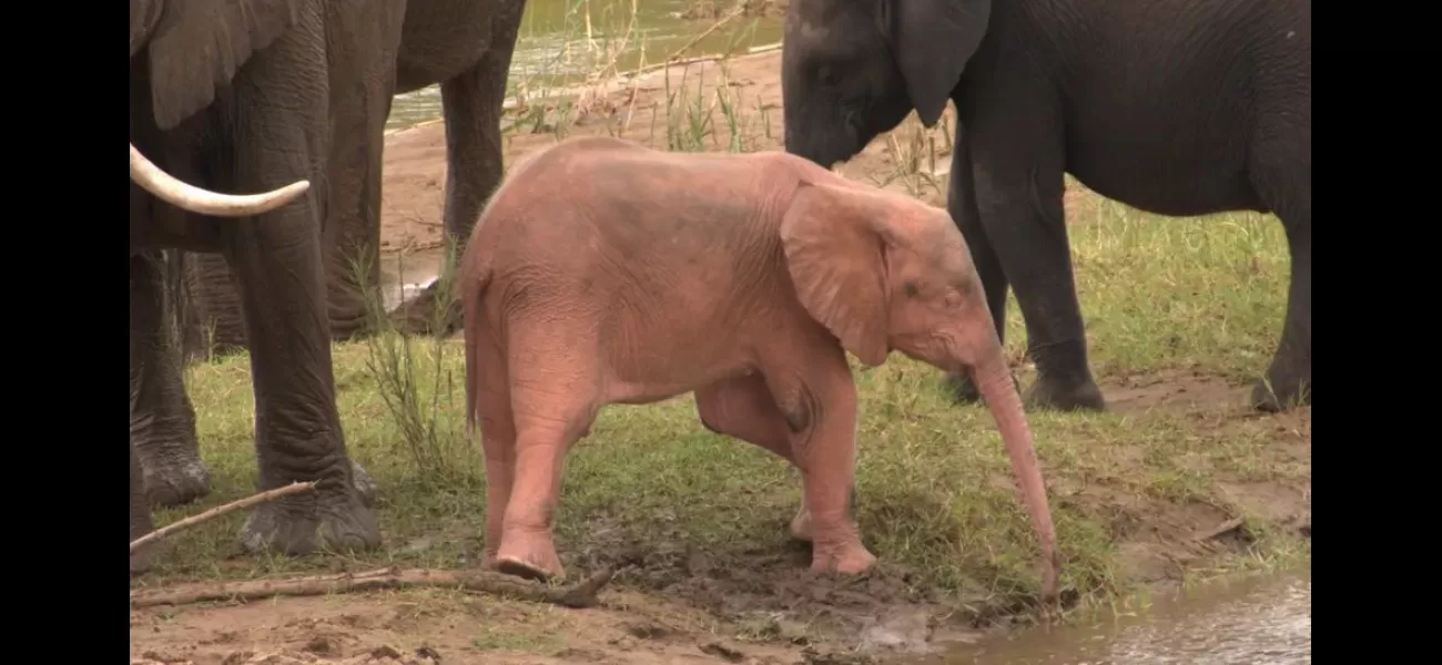 Extremely uncommon baby elephant with pink coloring seen having fun in water hole in South Africa.