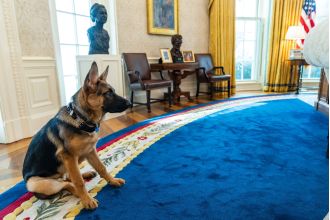 Biden rehomes dog due to 24 bites at White House.