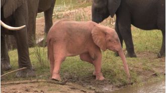 Extremely uncommon baby elephant with pink coloring seen having fun in water hole in South Africa.