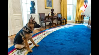 Biden rehomes dog due to 24 bites at White House.