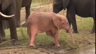 Extremely uncommon baby elephant with pink coloring seen having fun in water hole in South Africa.