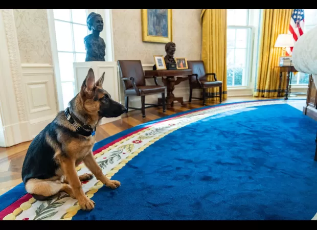 Biden rehomes dog due to 24 bites at White House.