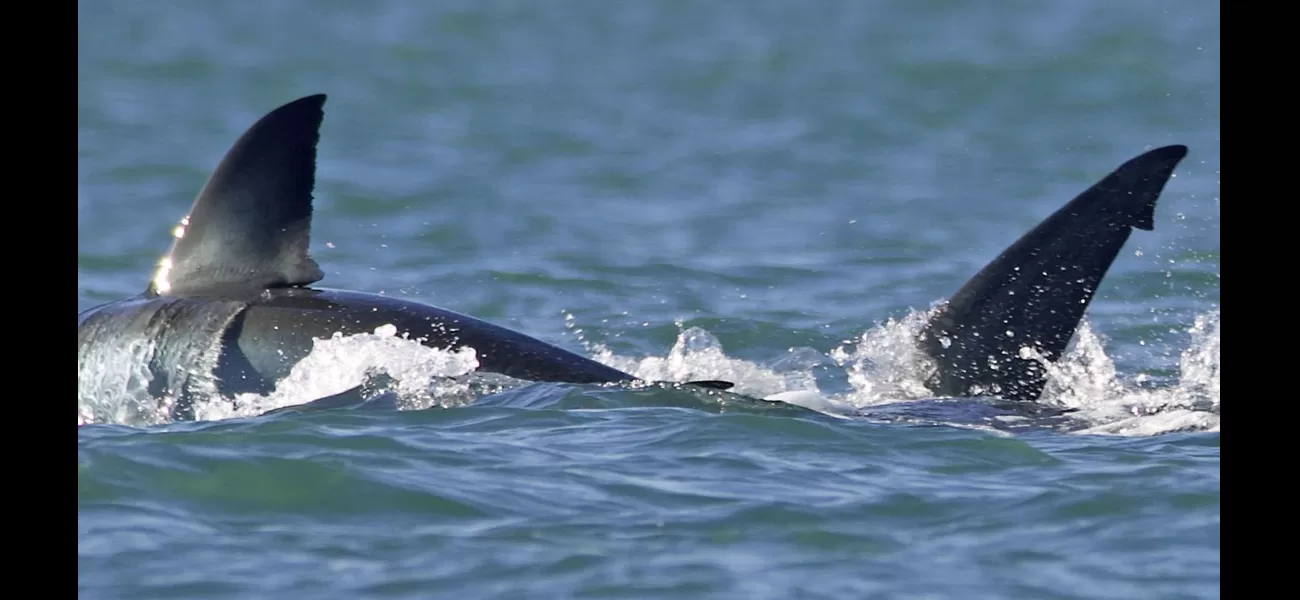 A single killer whale destroys a great white shark in a rare and extraordinary attack.