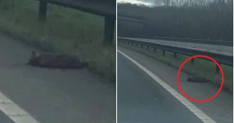 A woman mistakes a fox on the side of the road for a deceased puma.