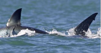 A single killer whale destroys a great white shark in a rare and extraordinary attack.