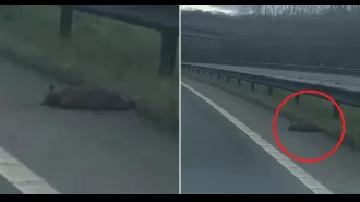 A woman mistakes a fox on the side of the road for a deceased puma.