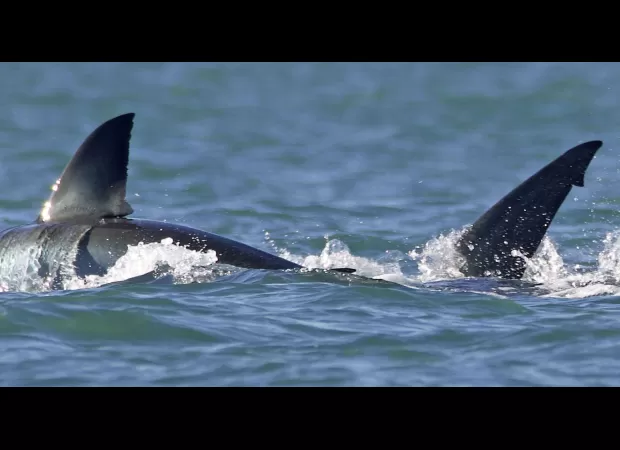 A single killer whale destroys a great white shark in a rare and extraordinary attack.