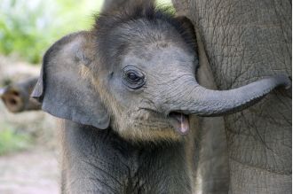Elephants share a heartbreaking human-like behavior.