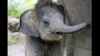 Elephants share a heartbreaking human-like behavior.