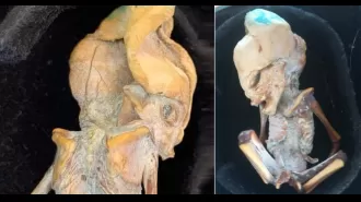 Ancient mummified 'alien' discovered, lived more than 800 years ago, baffling experts.