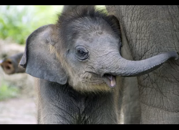 Elephants share a heartbreaking human-like behavior.