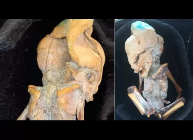 Ancient mummified 'alien' discovered, lived more than 800 years ago, baffling experts.
