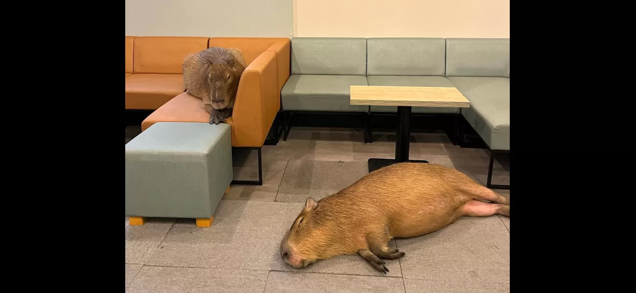 Japan's latest café addition, the Capybara Café, is making cat cafes seem less impressive.