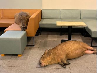 Japan's latest café addition, the Capybara Café, is making cat cafes seem less impressive.