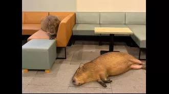 Japan's latest café addition, the Capybara Café, is making cat cafes seem less impressive.