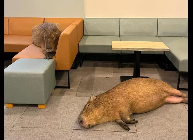 Japan's latest café addition, the Capybara Café, is making cat cafes seem less impressive.
