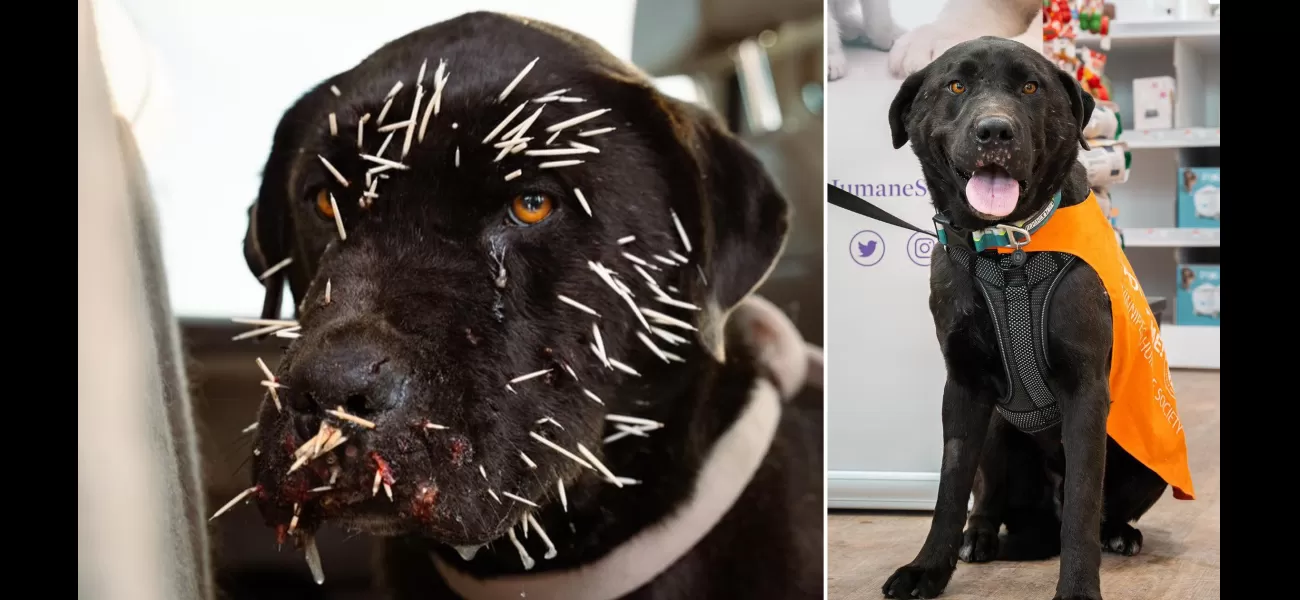 A dog was saved after being poked by porcupine needles on its face.