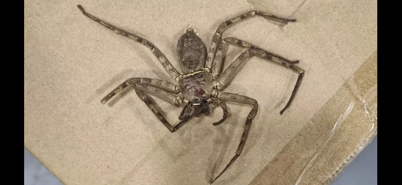 A large, dangerous spider was discovered in boxes at a warehouse in the UK.