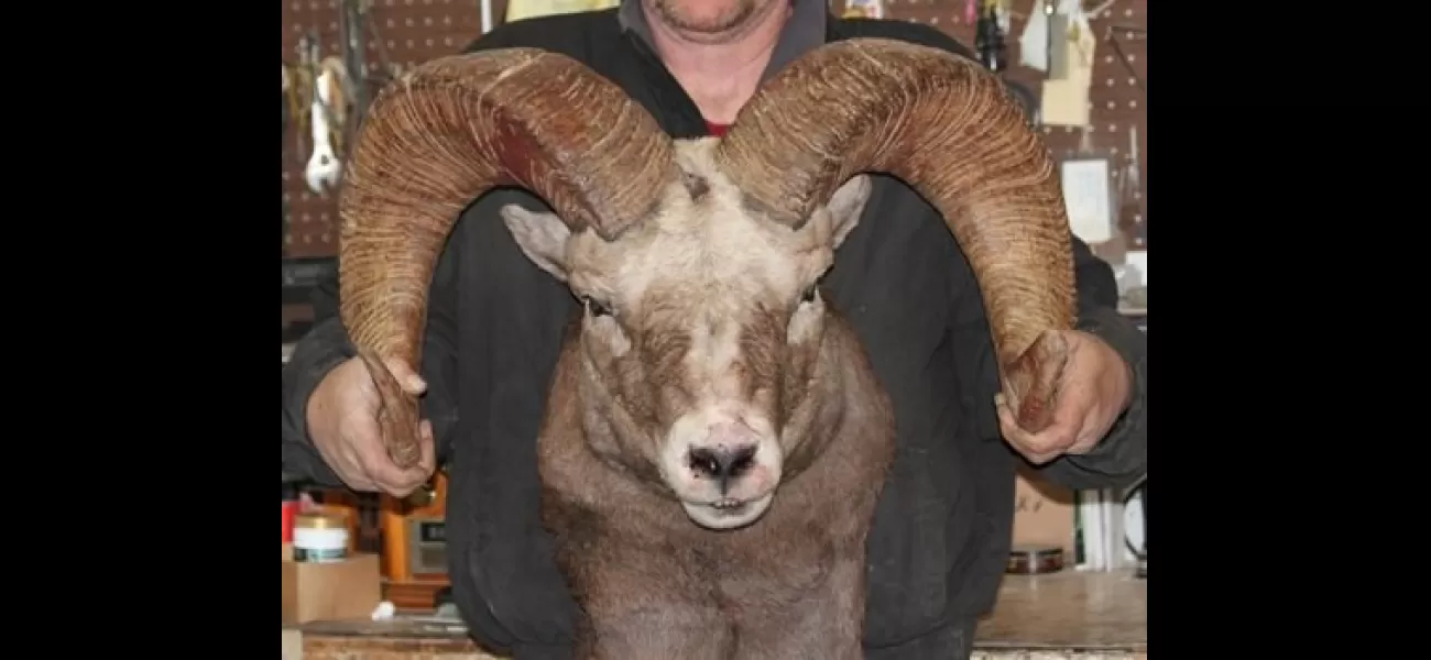 Farmer risks imprisonment for attempting to produce abnormally large sheep through breeding.