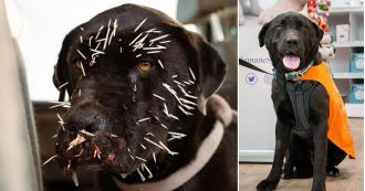 A dog was saved after being poked by porcupine needles on its face.