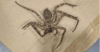 A large, dangerous spider was discovered in boxes at a warehouse in the UK.