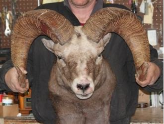Farmer risks imprisonment for attempting to produce abnormally large sheep through breeding.