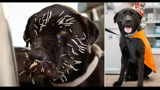 A dog was saved after being poked by porcupine needles on its face.