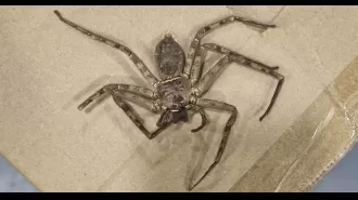 A large, dangerous spider was discovered in boxes at a warehouse in the UK.