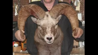 Farmer risks imprisonment for attempting to produce abnormally large sheep through breeding.