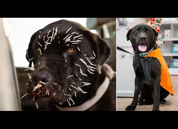 A dog was saved after being poked by porcupine needles on its face.